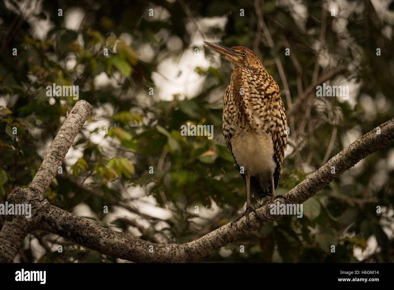 Rufescent tiger heron on branch looking up Stock Photo