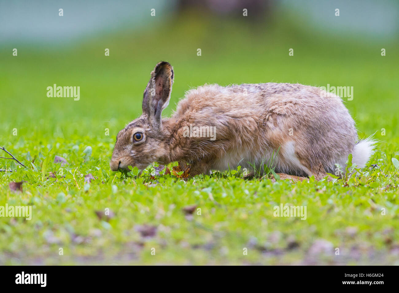 European Hare (Lepus europaeus), standing on the grass Stock Photo