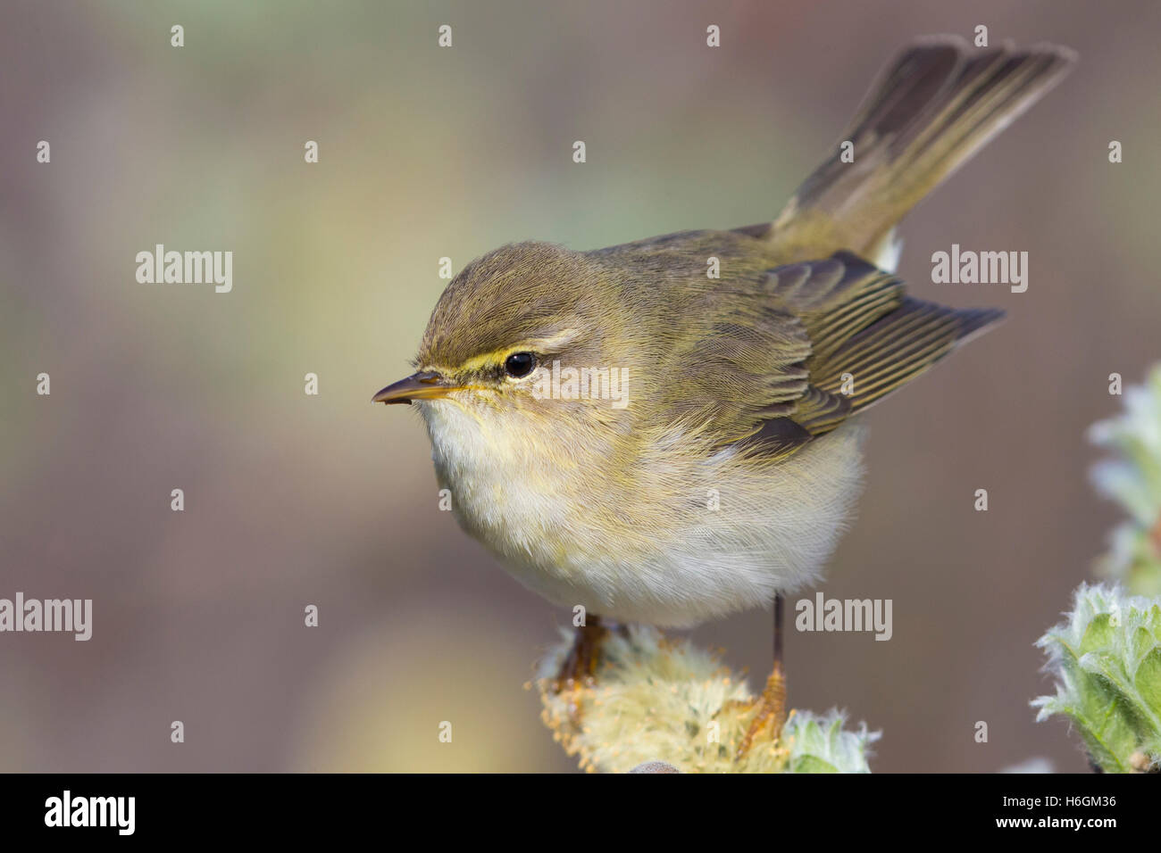 Willow Warbler (Philloscopus trochilus acredula), adult perched on a branch Stock Photo