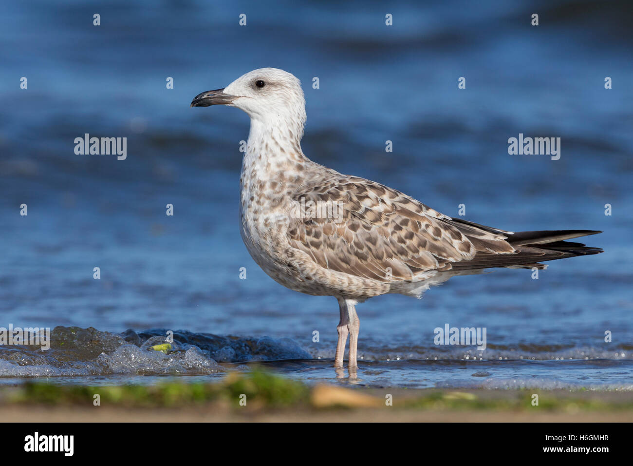 Yellow-legged Gull (Larus michahellis), juvenile standing on the shore Stock Photo