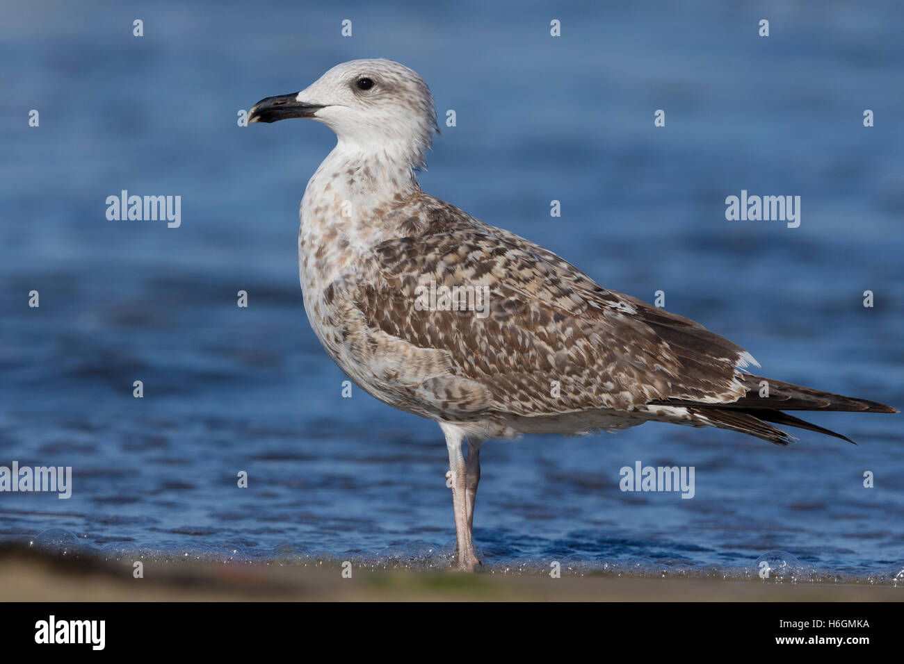 Yellow-legged Gull (Larus michahellis), standing on the shore Stock Photo