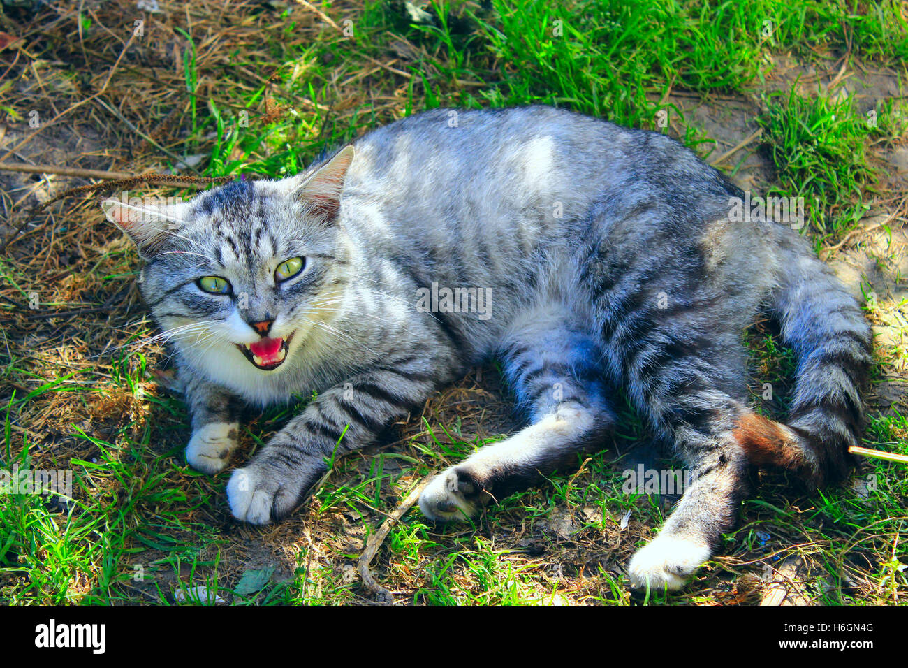 cat of Scottish Straight breed lays on the green grass looks maliciously Stock Photo