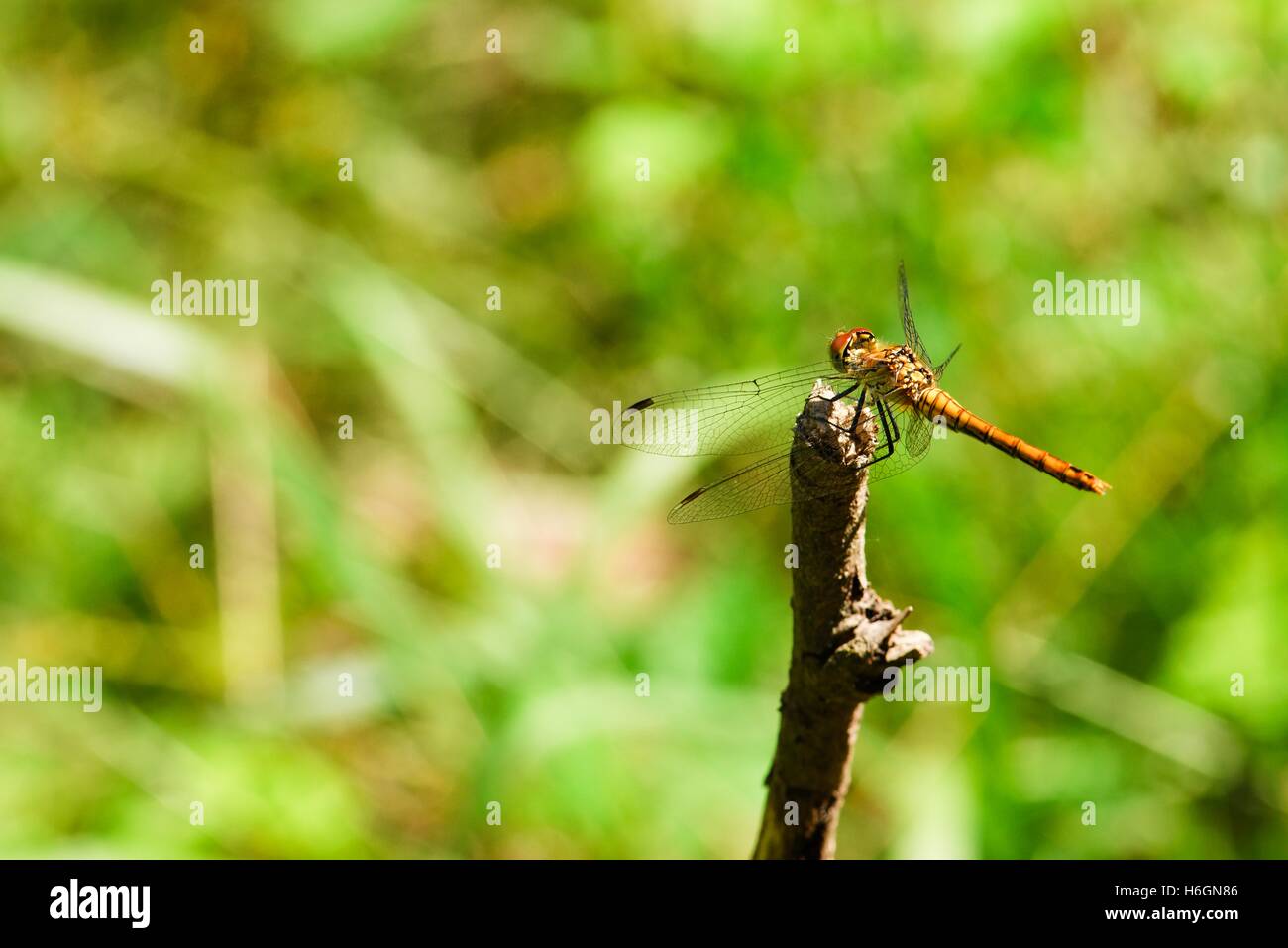 Horizontal photo of big yellow dragonfly which is sitting on a dry twig ...