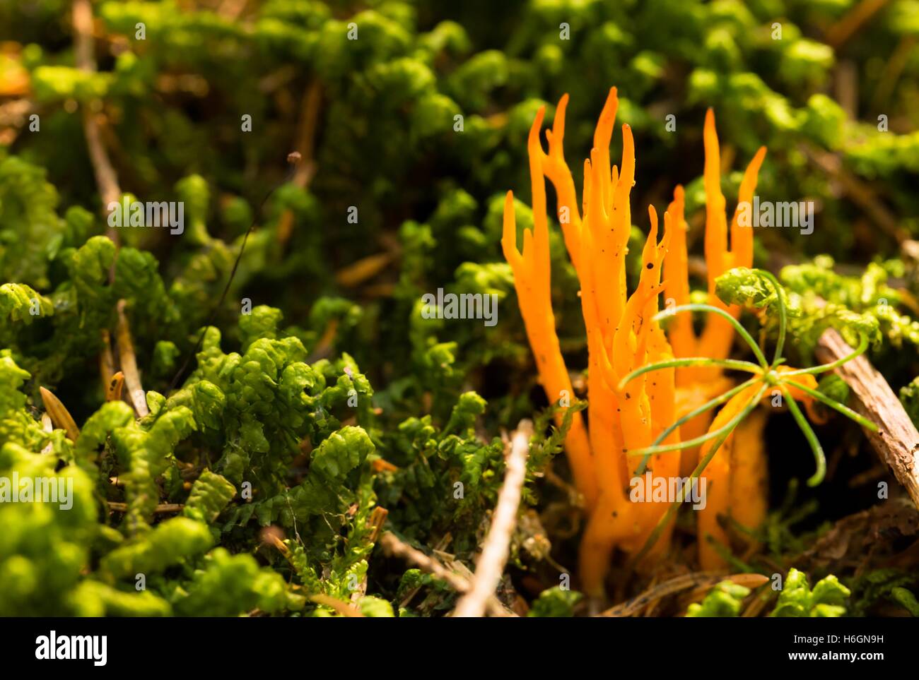 Horizontal photo of nice bright orange ramaria mushrooms which are growing in fresh green moss. Mushroom is placed in woods with Stock Photo