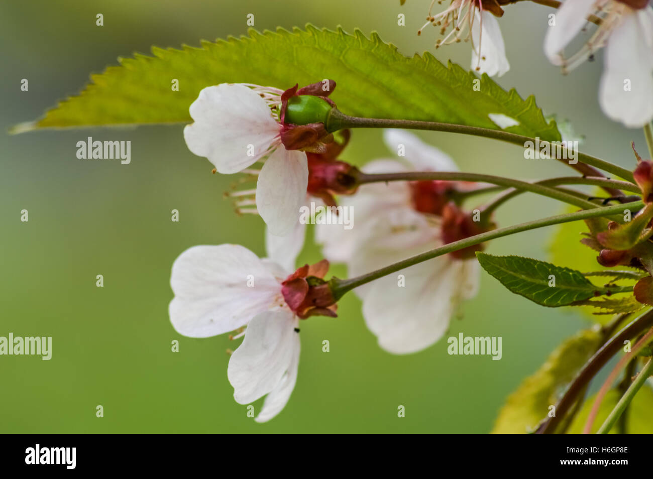 cherry blossom profile macro with green fruit growing behind the flower Stock Photo - Alamy