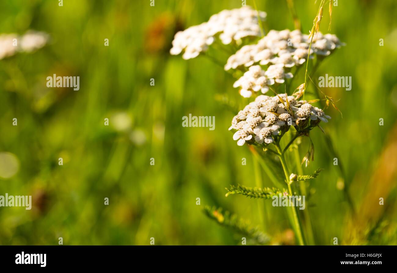 Horizontal photo of green summer meadow with white flower which consists of several small blooms. Grass is in background. Stock Photo