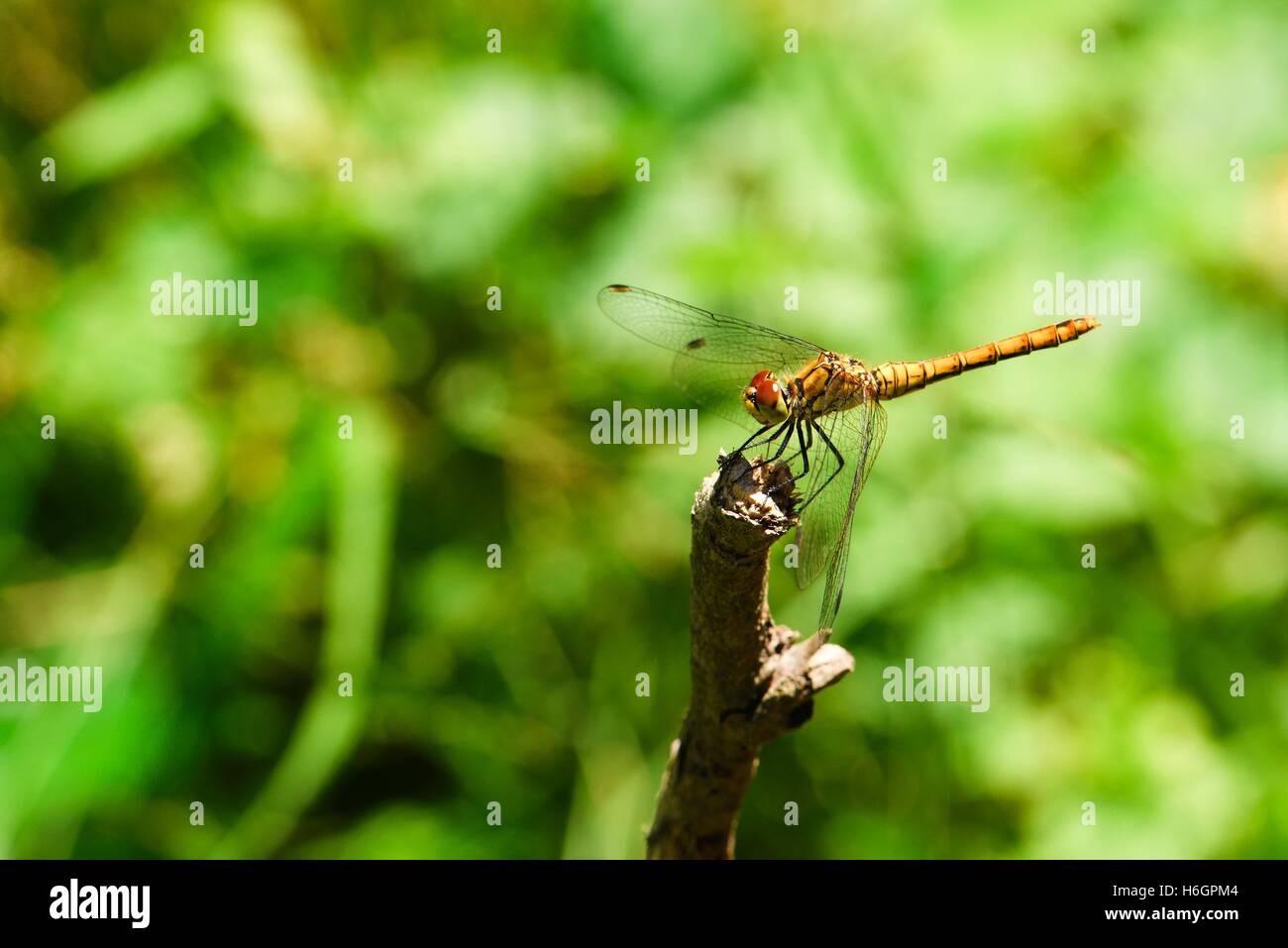 Horizontal photo of big yellow dragonfly which is sitting on a dry twig ...