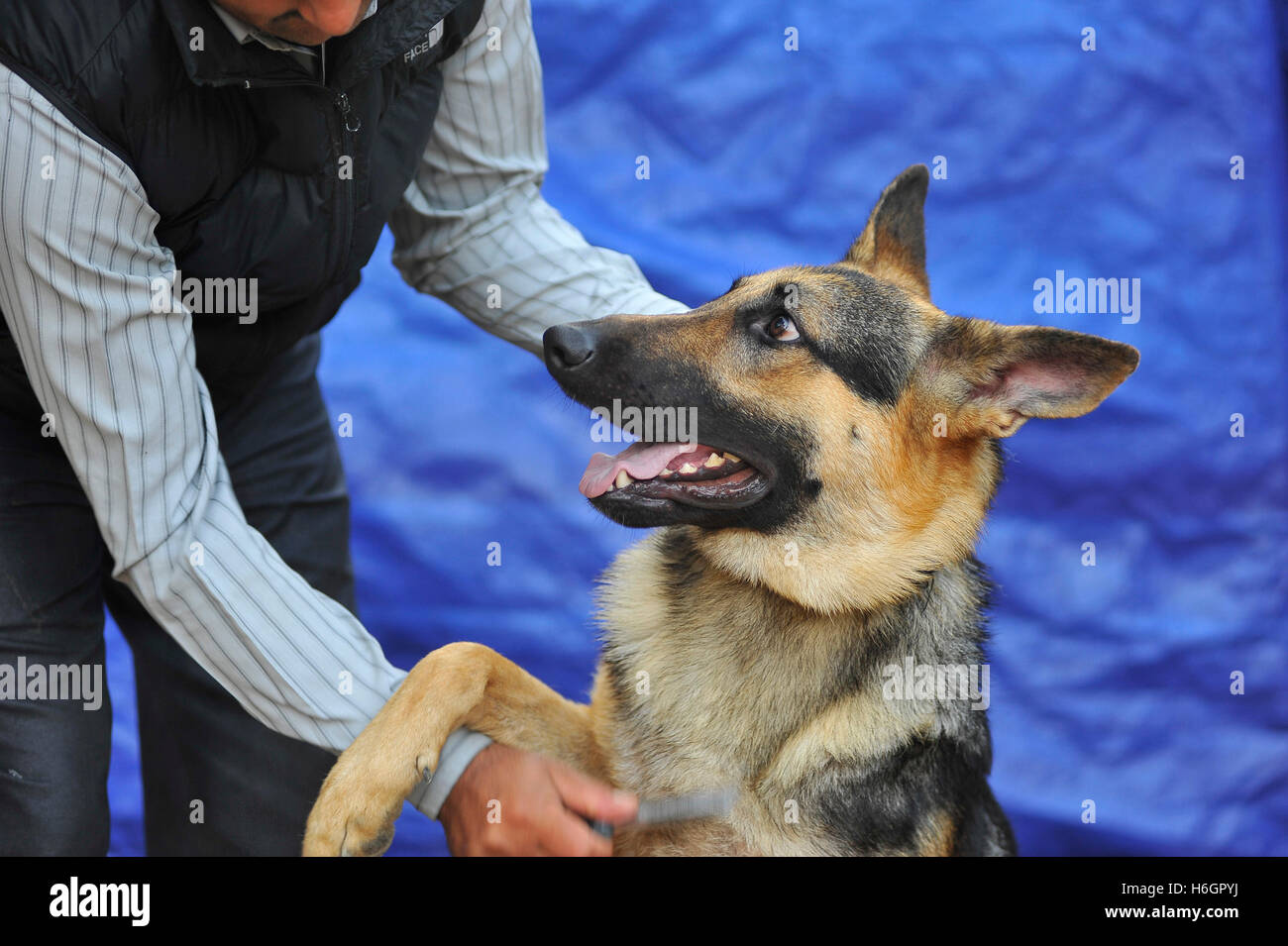 Nepal police dog hires stock photography and images Alamy