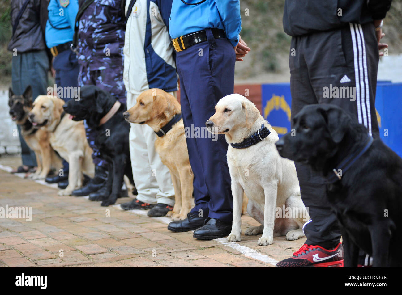 kathmandu dog jacket