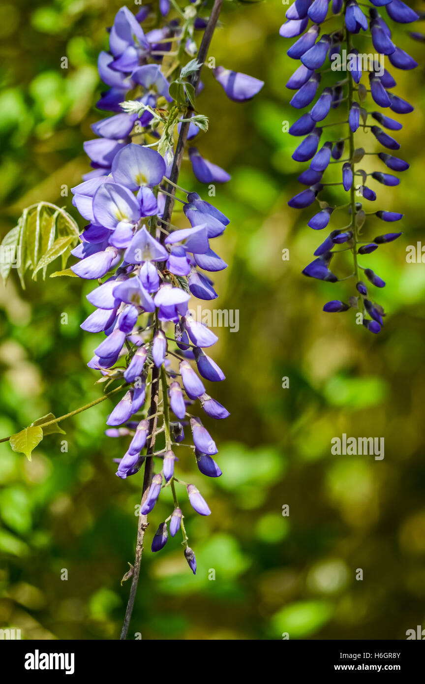 blue wisteria flowers close up Stock Photo Alamy