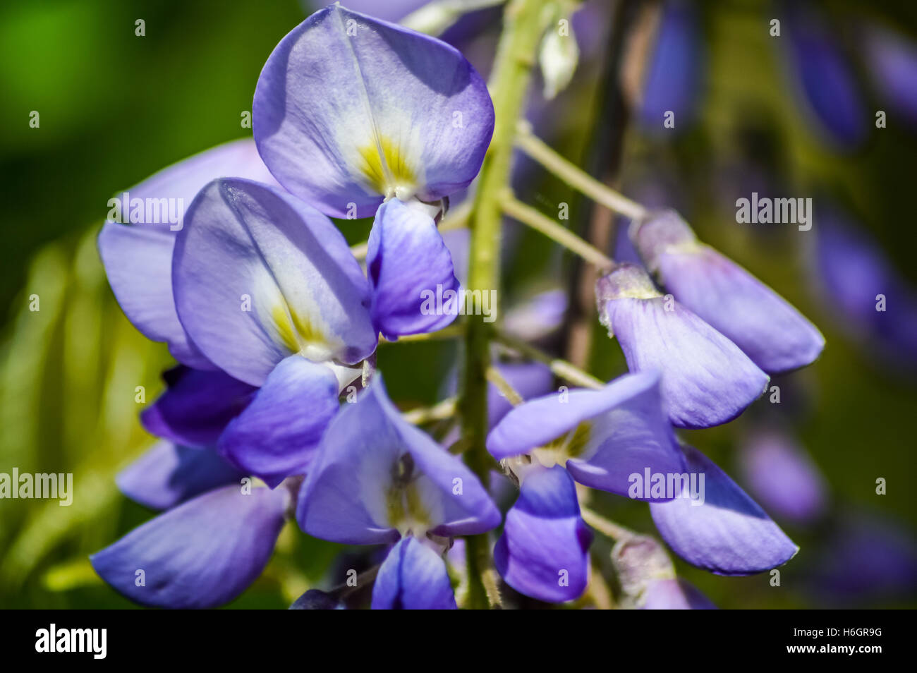blue wisteria flowers macro Stock Photo Alamy