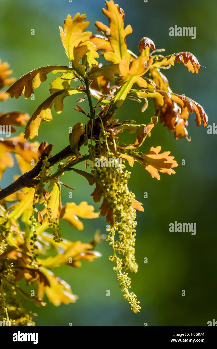 Oak tree bud leaf hires stock photography and images Alamy