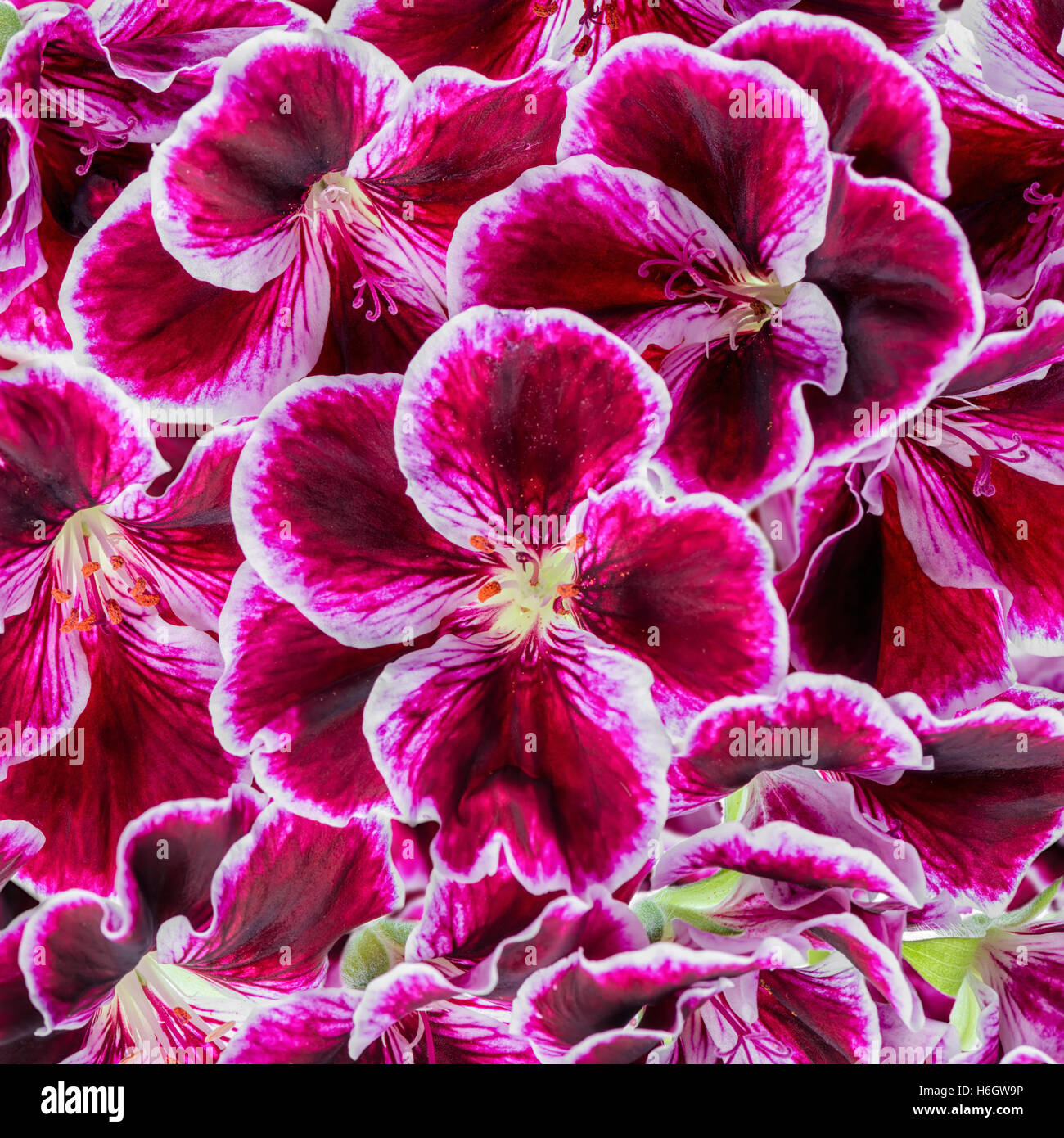 dark velvet purple geranium or Royal Pelargonium flower like background, close up Stock Photo