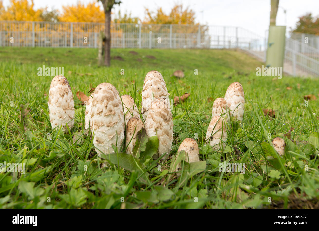 Shaggy Ink Cap mushrooms are a common site in gardens and parks in late summer and early autumn in the UK. Stock Photo