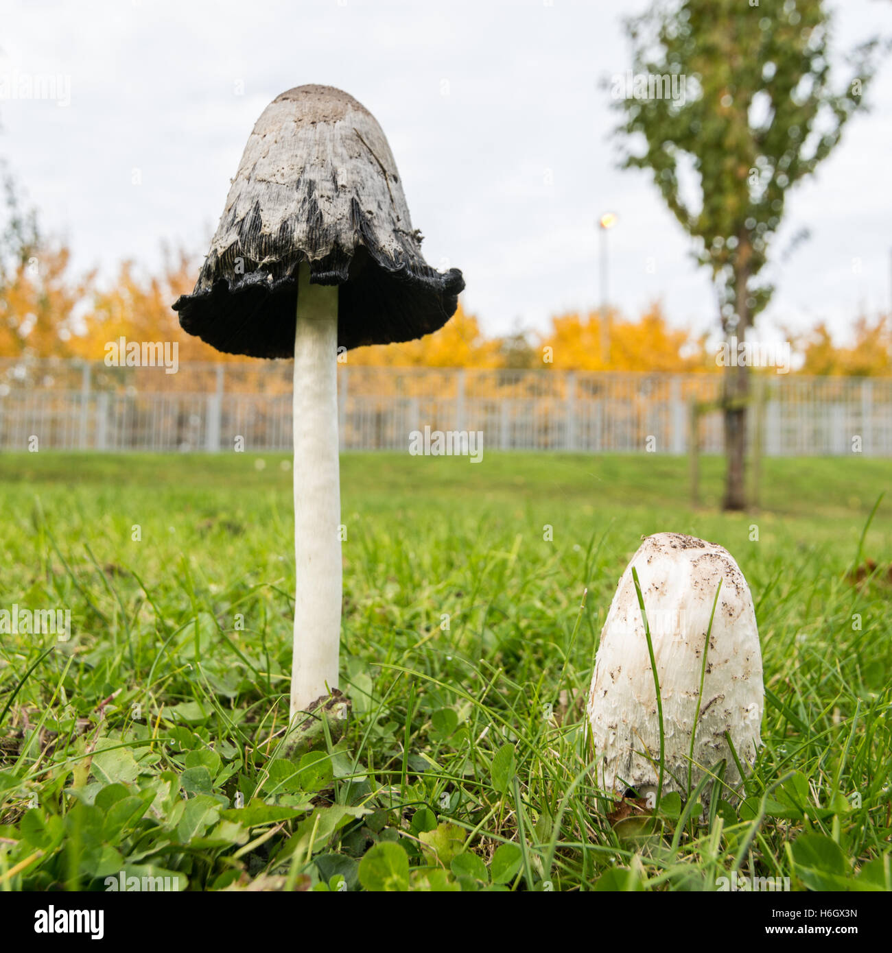 Shaggy Ink Cap mushrooms are a common site in gardens and parks in late summer and early autumn in the UK. Stock Photo