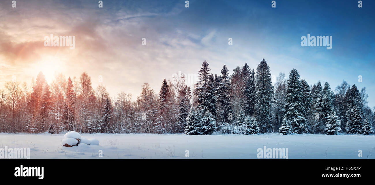 Tree in winter landscape Stock Photo - Alamy