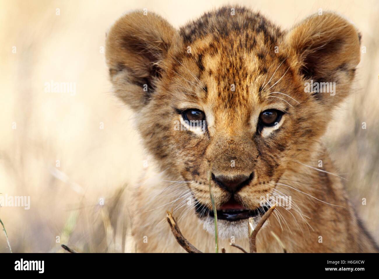 Playful Lion Cub at Ol Pajeta Conservancy, Nanyuki, Kenya Stock Photo