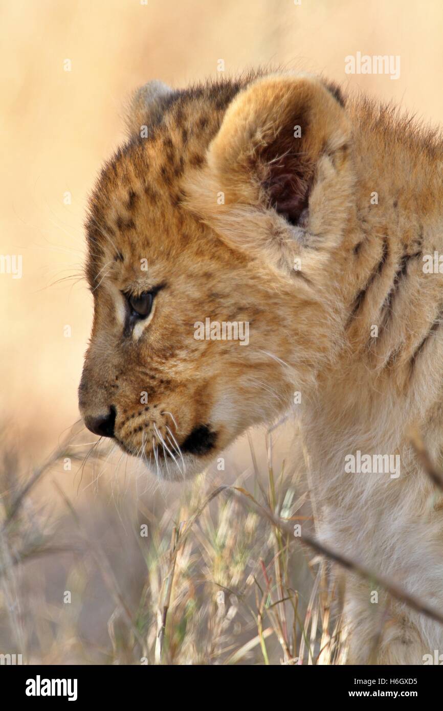 Playful Lion Cub at Ol Pajeta Conservancy, Nanyuki, Kenya Stock Photo