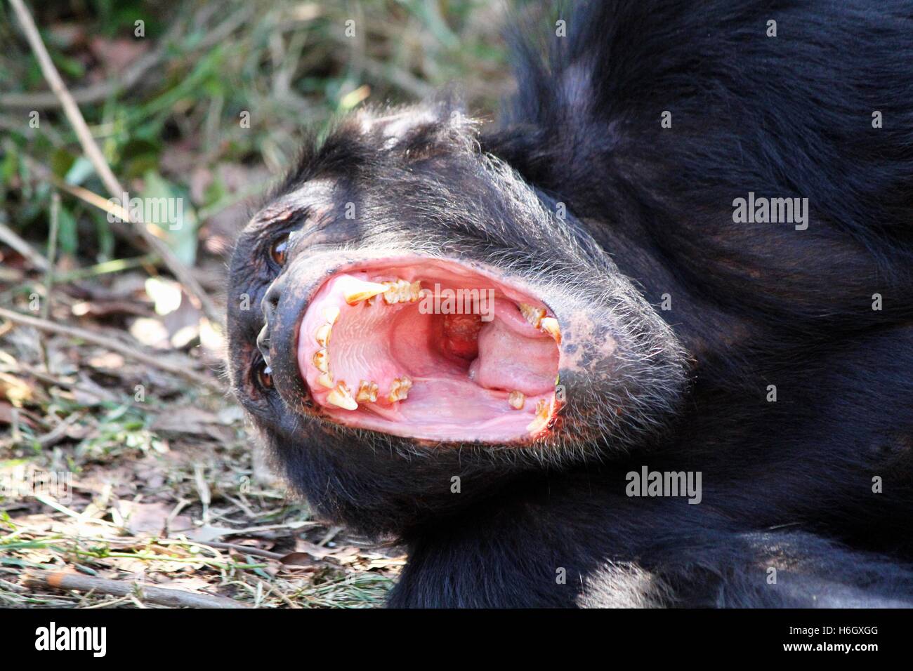 Yawning male Chimpanzee at Ol Pajeta Conservancy, Nanyuki, Kenya Stock Photo