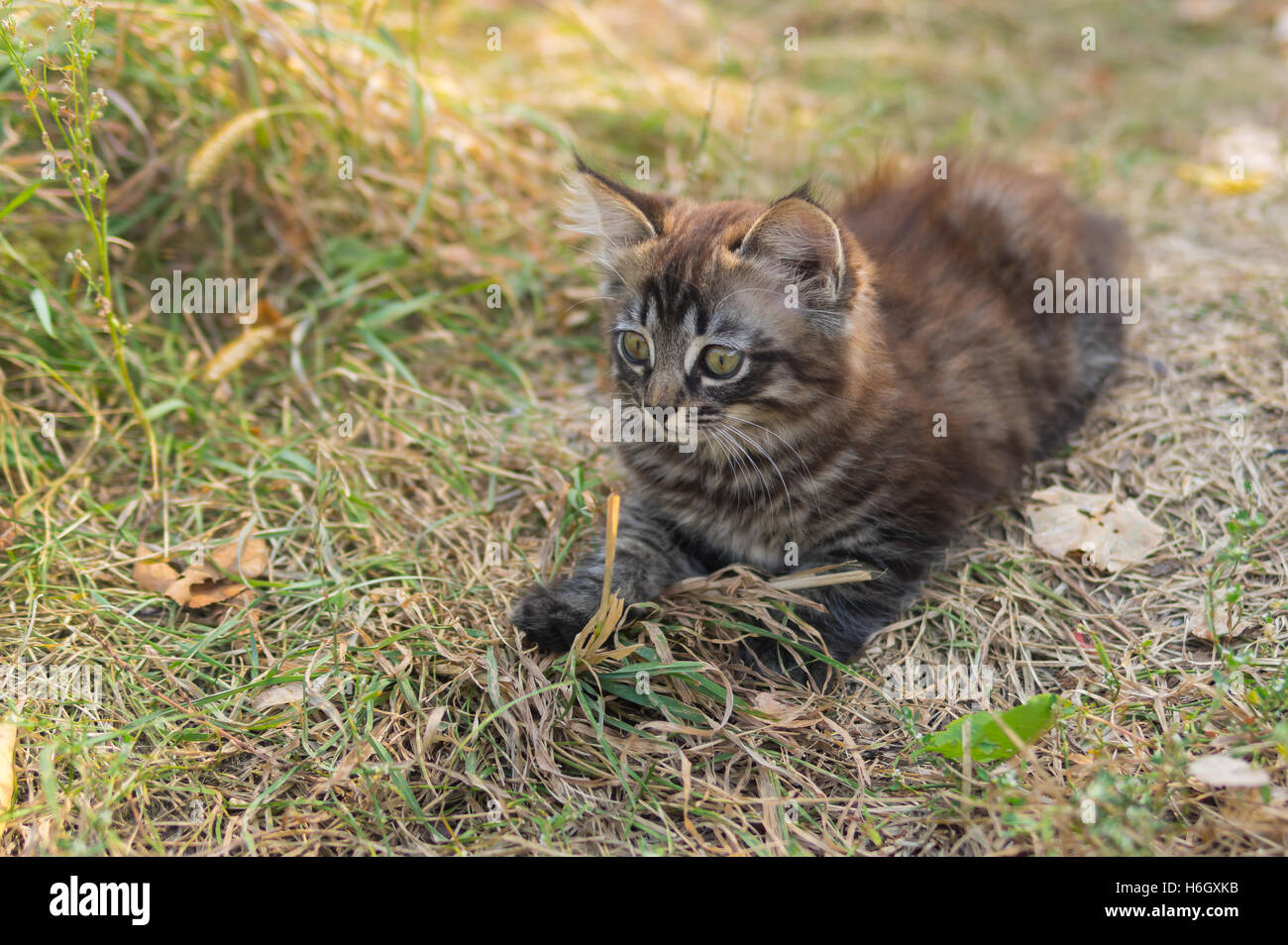 Tabby kitten looking with interest while playing outdoor Stock Photo