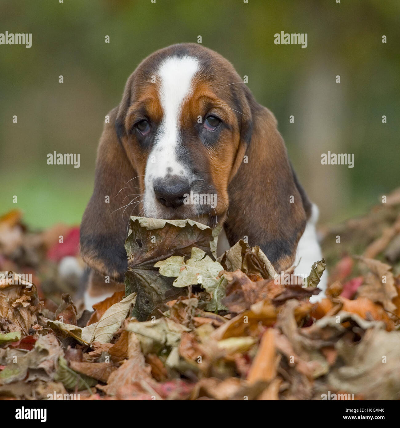 basset puppy Stock Photo