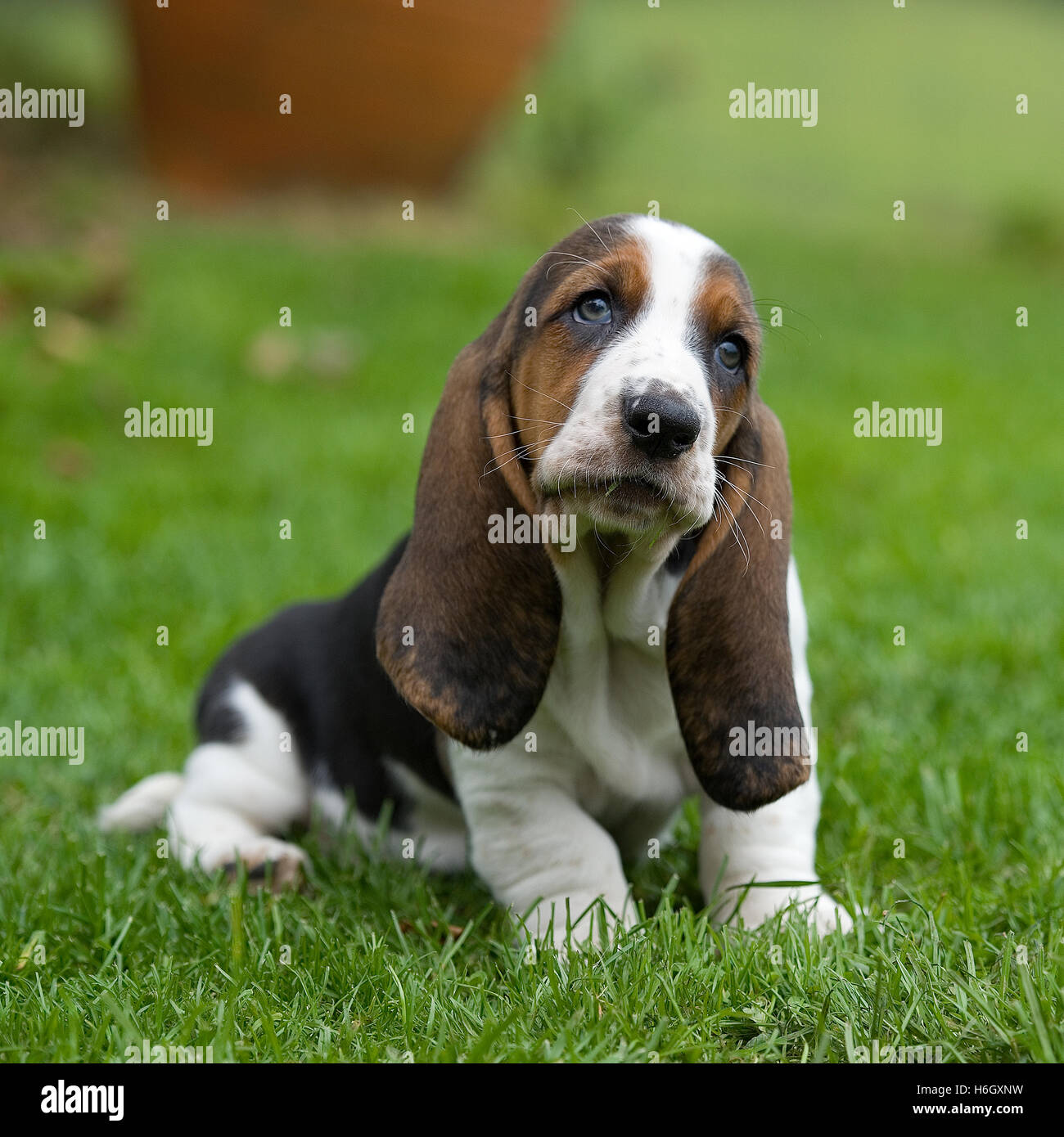 basset hound puppy Stock Photo Alamy