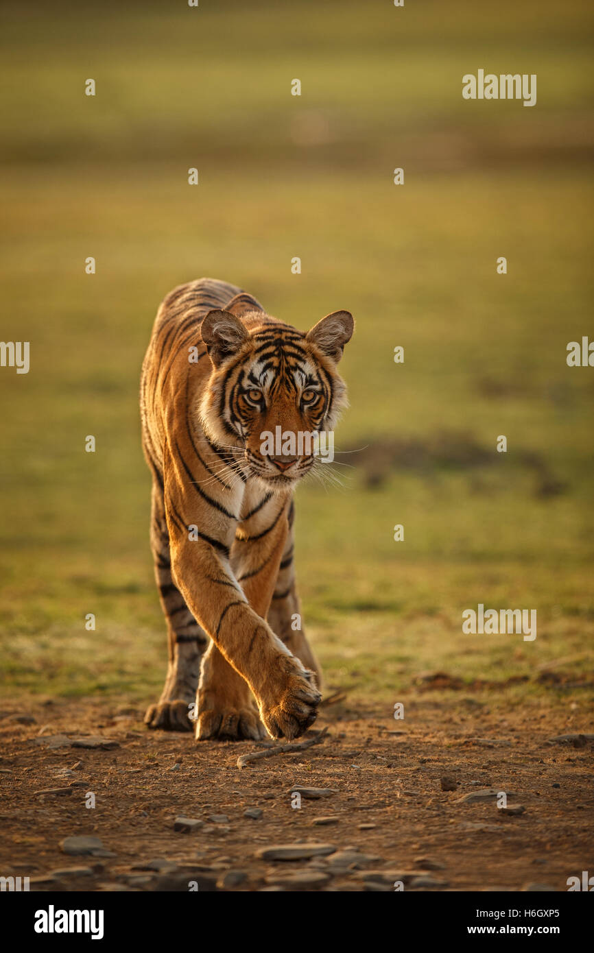 Tiger in a beautiful golden light in Ranthambhore National Park in India. Stock Photo
