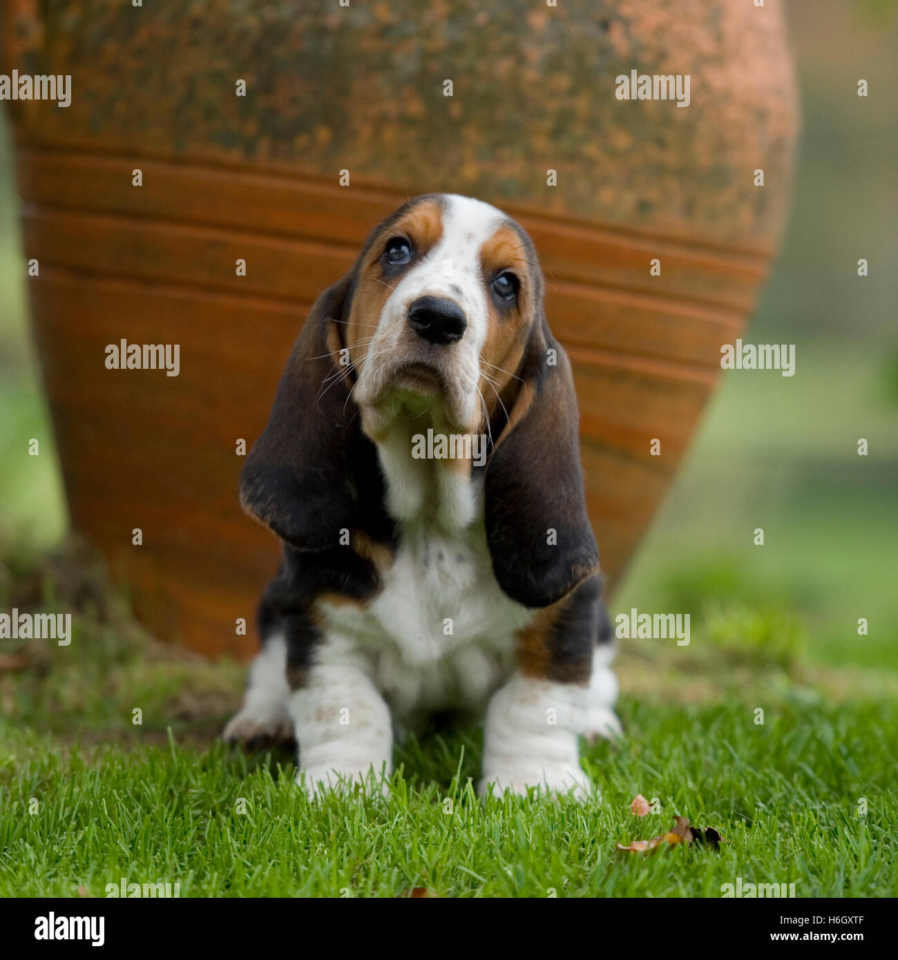 cute basset hound puppy Stock Photo