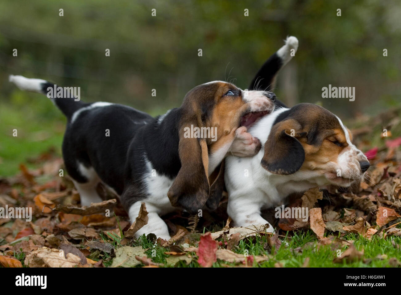 two basset puppies playing Stock Photo