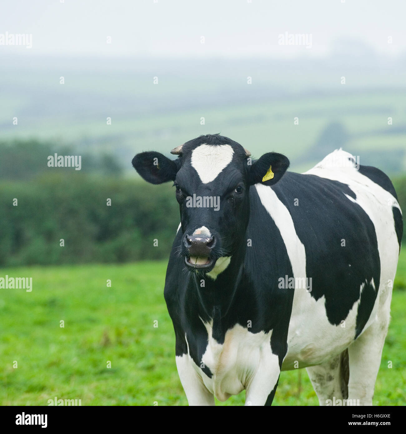 holstein cow Stock Photo