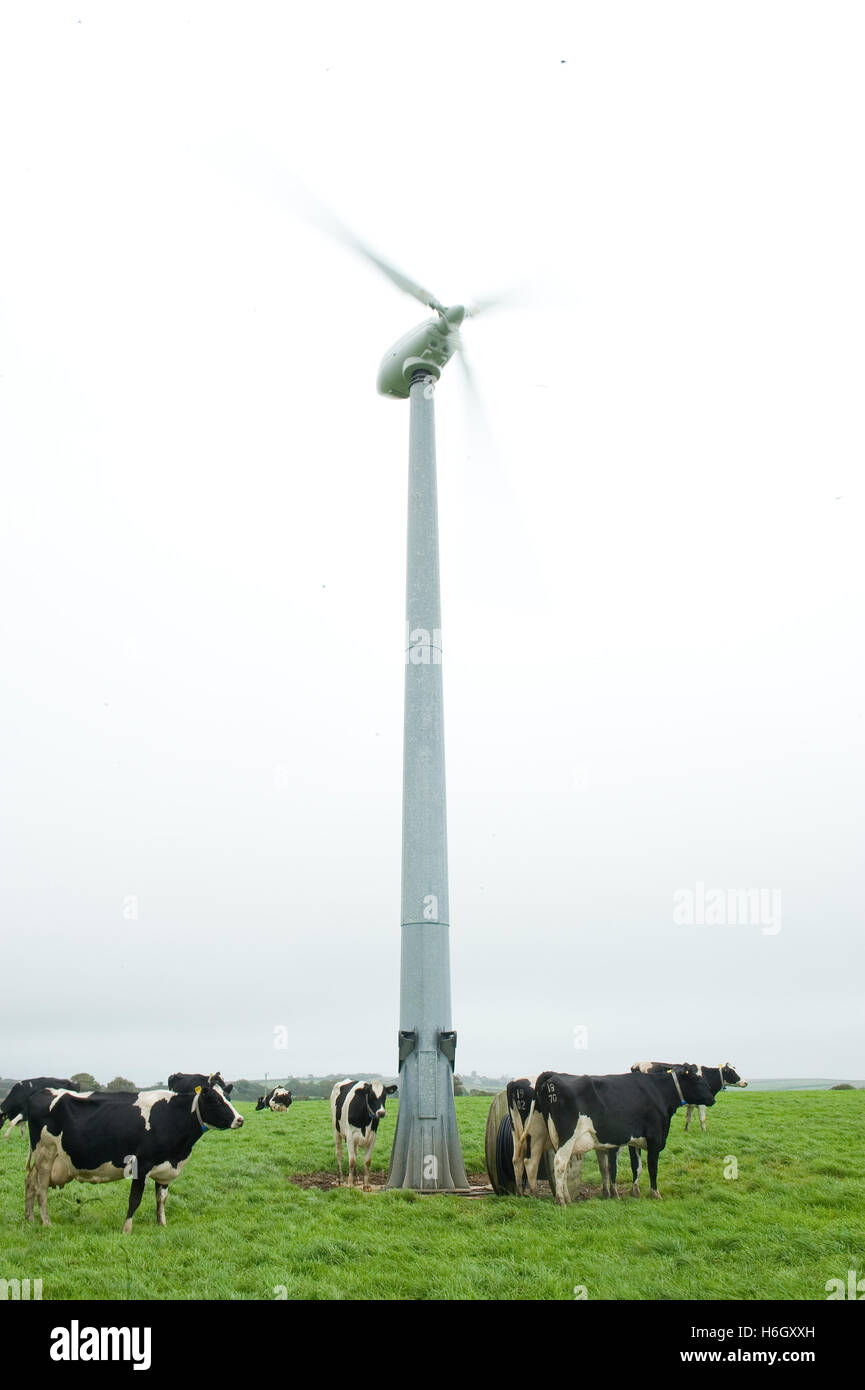 wind turbine in cattle field Stock Photo
