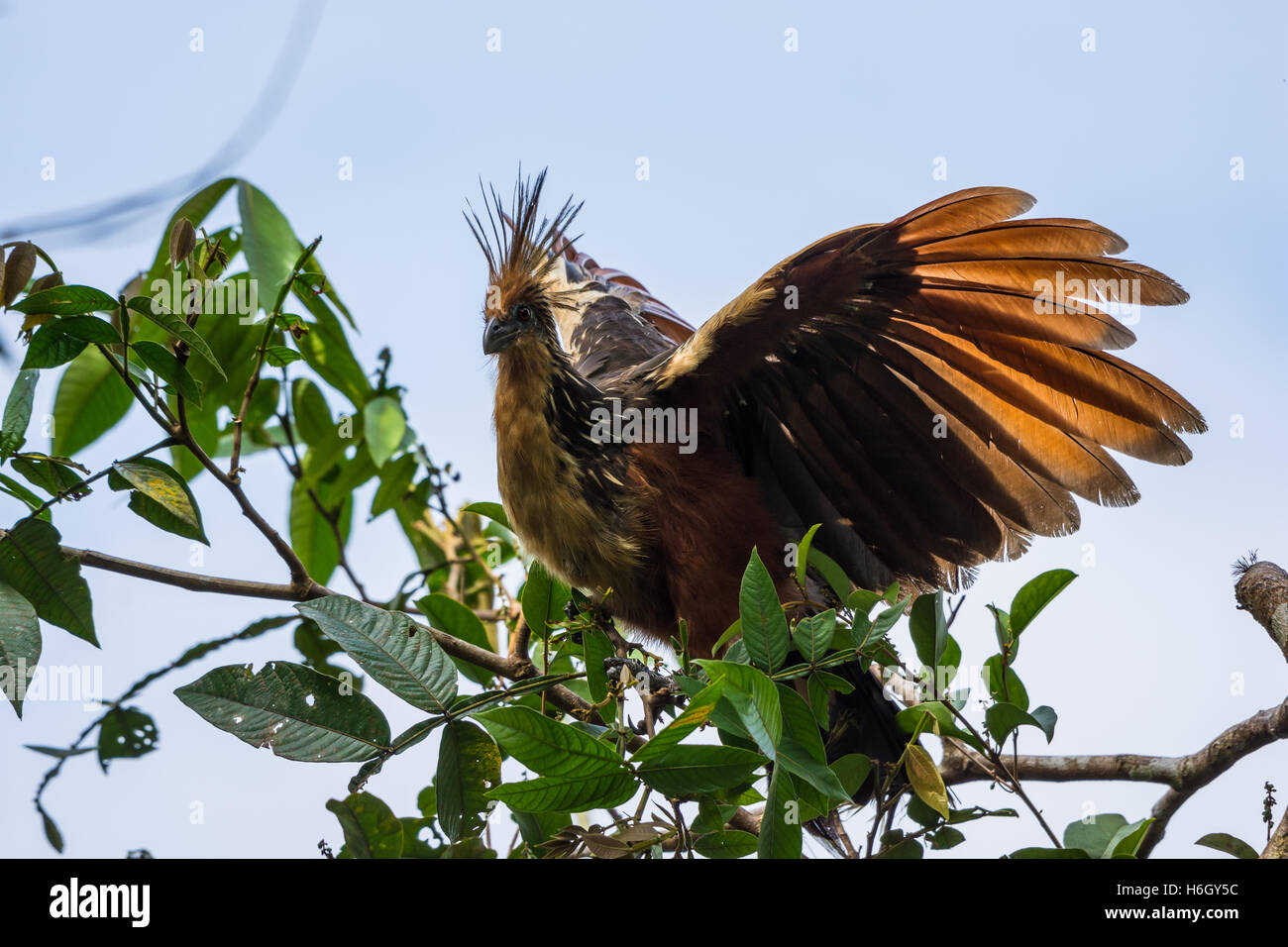 A Hoatzin (Opisthocomus hoazin) perched on a tree in the Amazons. Ecuador, South America. Stock Photo