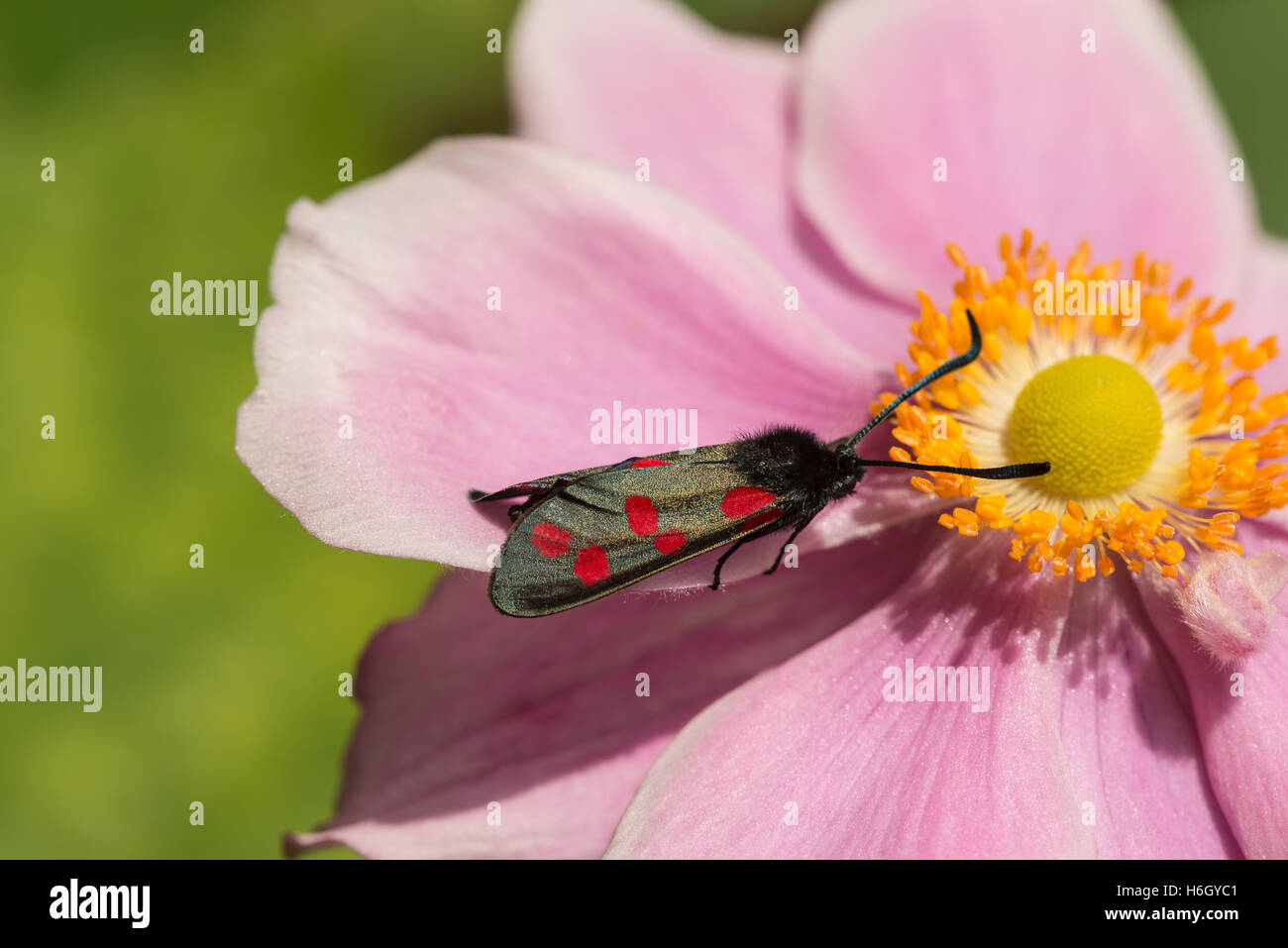 Day flying poisonous six 6 spotted Burnet in need of conservation pollinating and drinking nectar on Japanese anemone flower Stock Photo