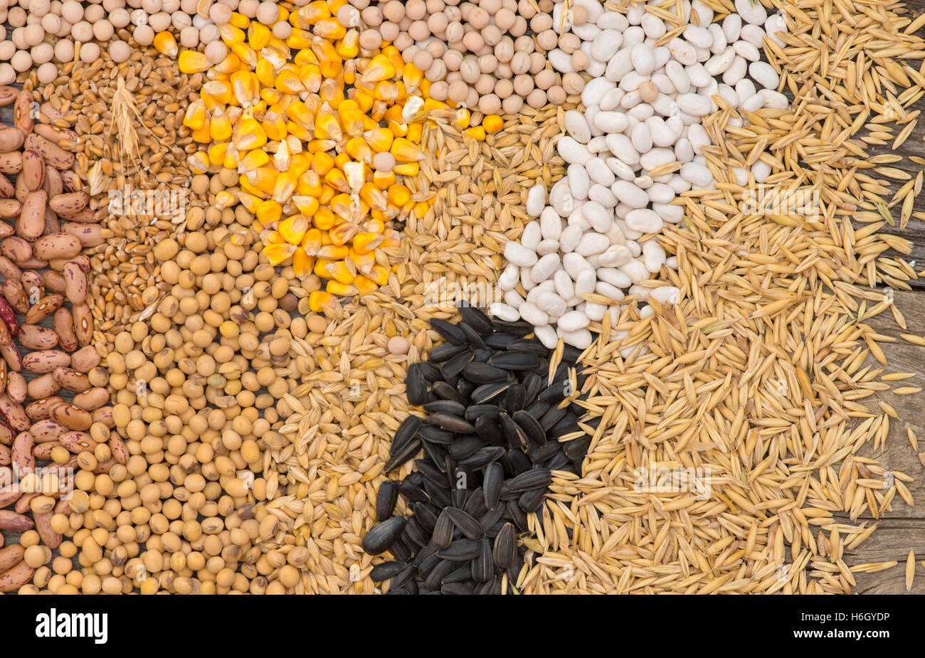 cereal grains (oat, barley, wheat, corn, beans, peas, soy, sunflower