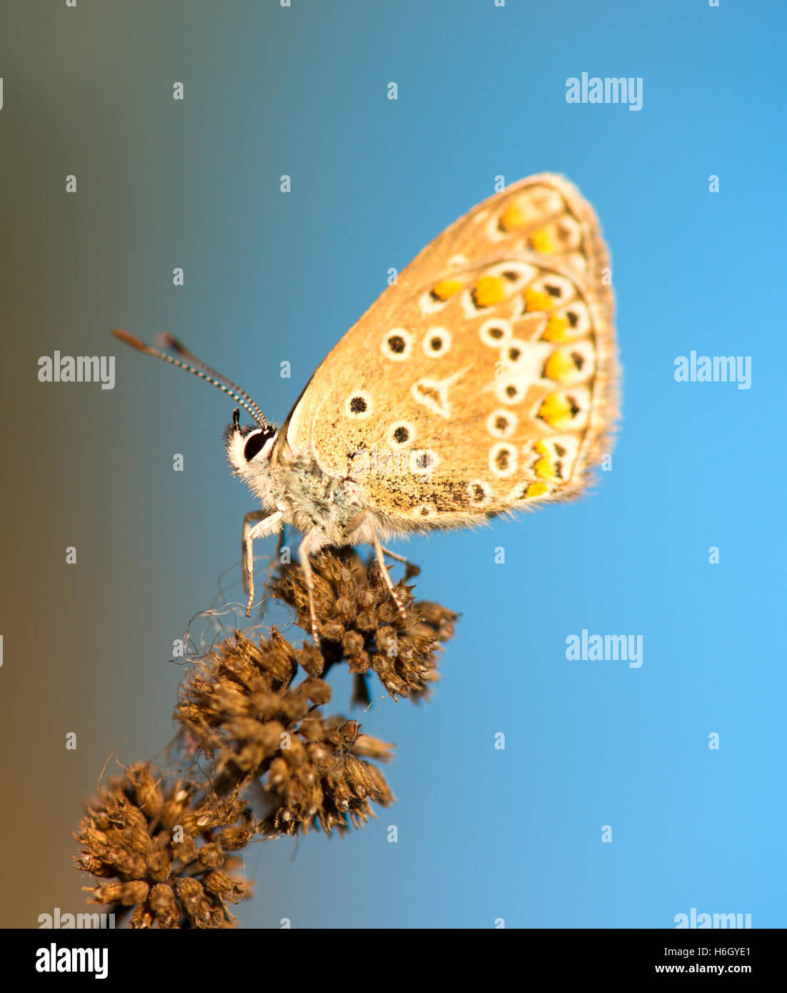 Common Blue (Polyomathus icarus) butterfly on dried plant Stock Photo