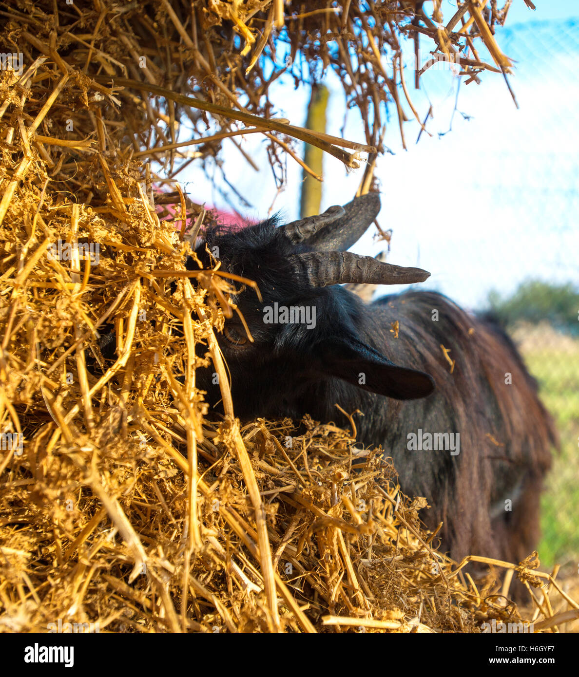 Close up young goat eating dry straw in farm Stock Photo