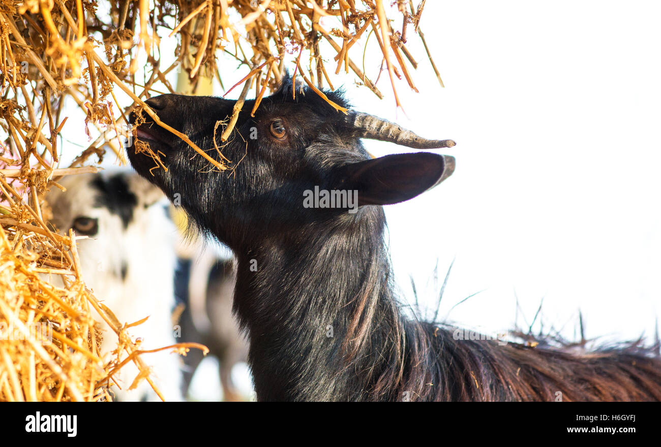 Close up young goat eating dry straw in farm Stock Photo