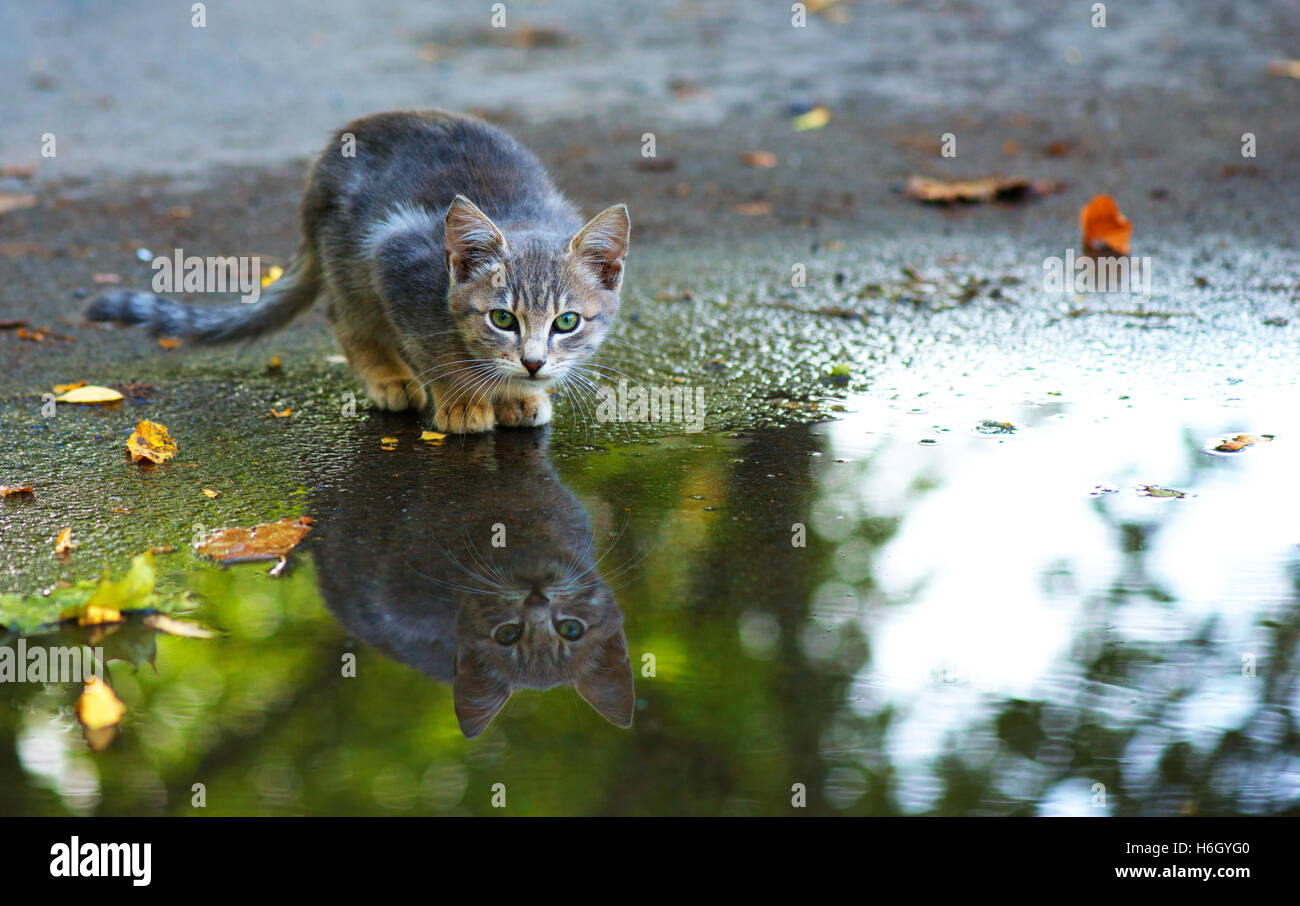 cat sitting at the edge of rain puddle. reflection in the water Stock