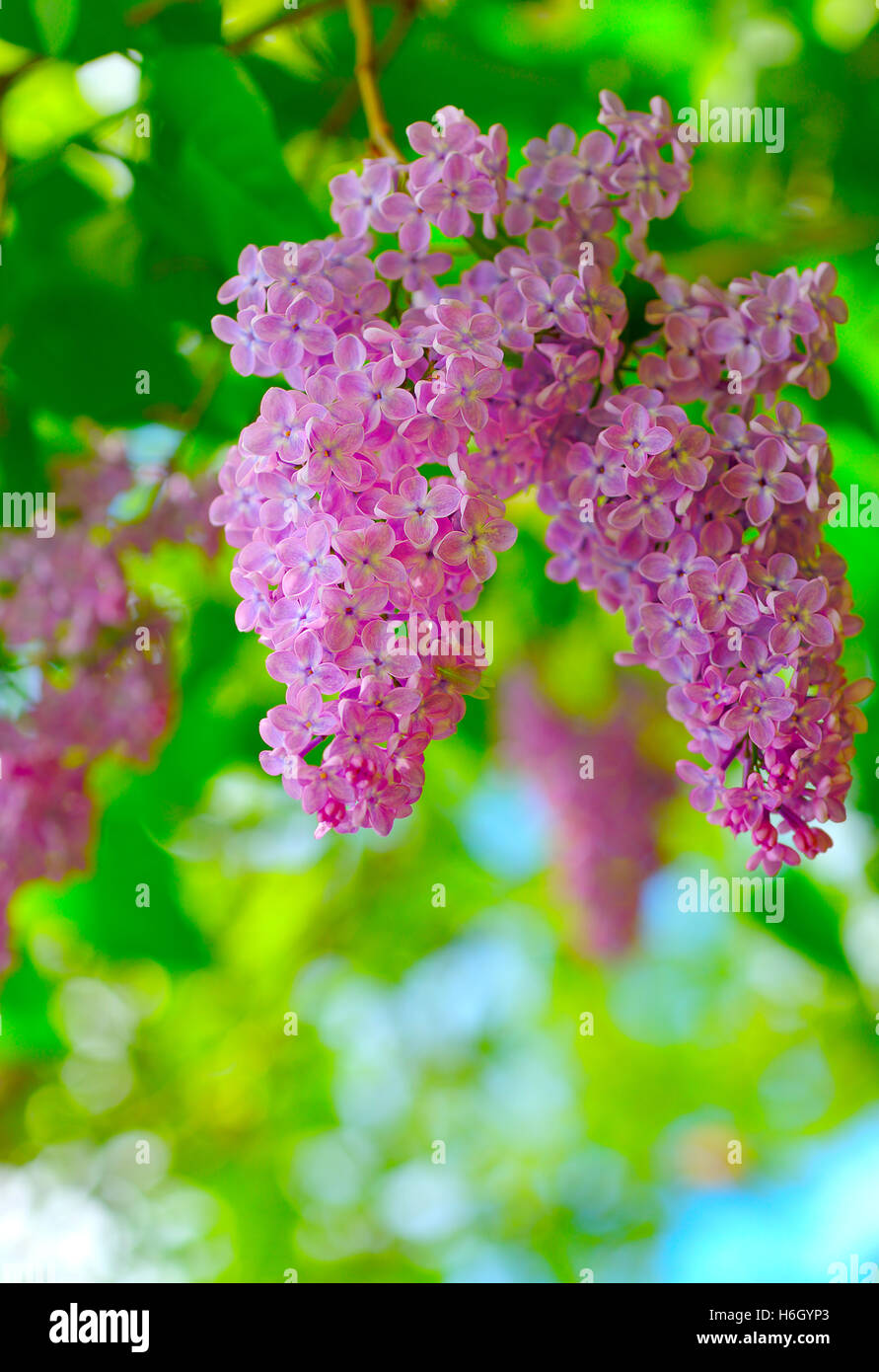 Beautiful purple lilac flowers outdoors Stock Photo - Alamy
