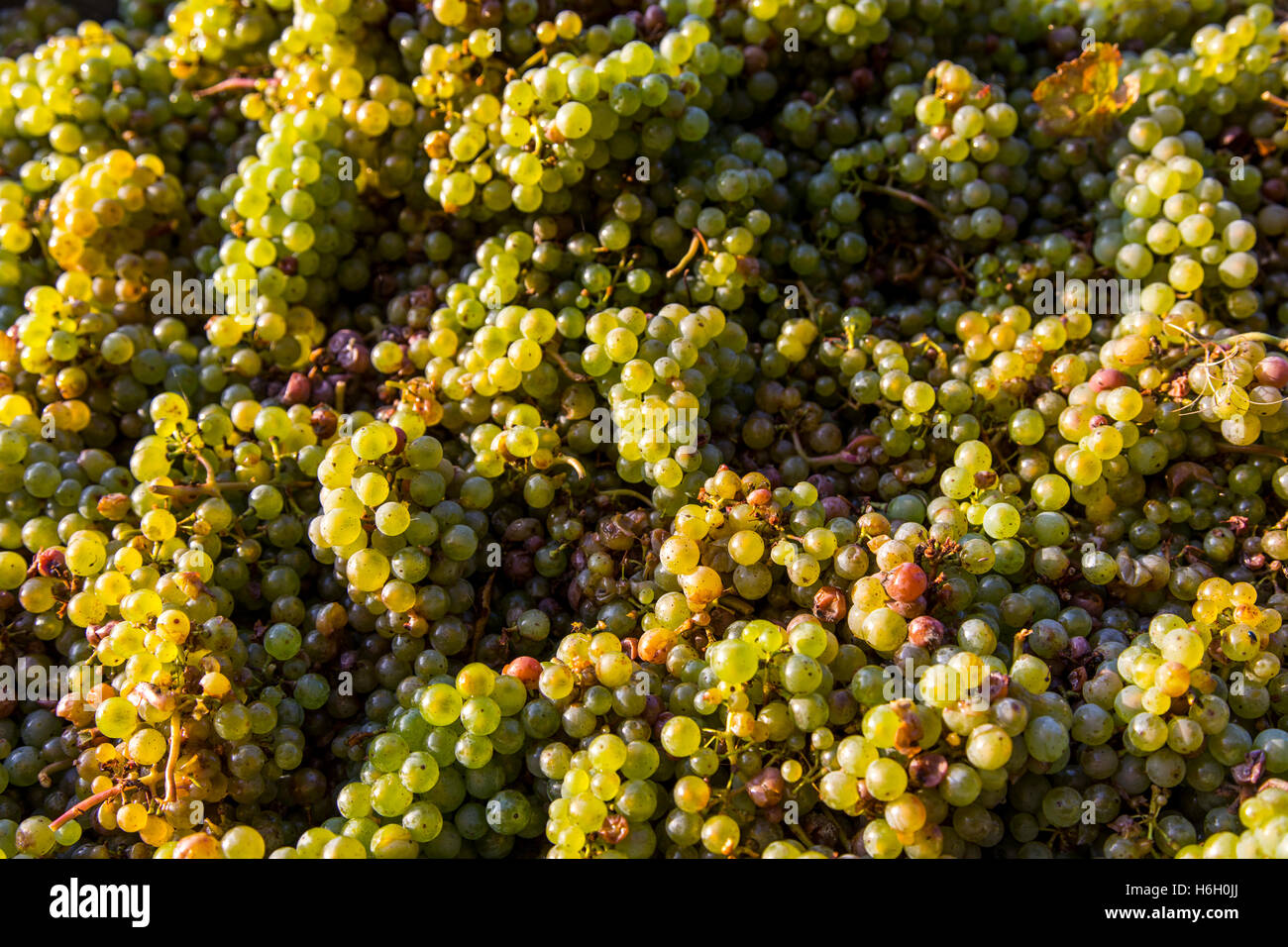Riesling grapes, harvested in the Moselle valley, Germany, Stock Photo