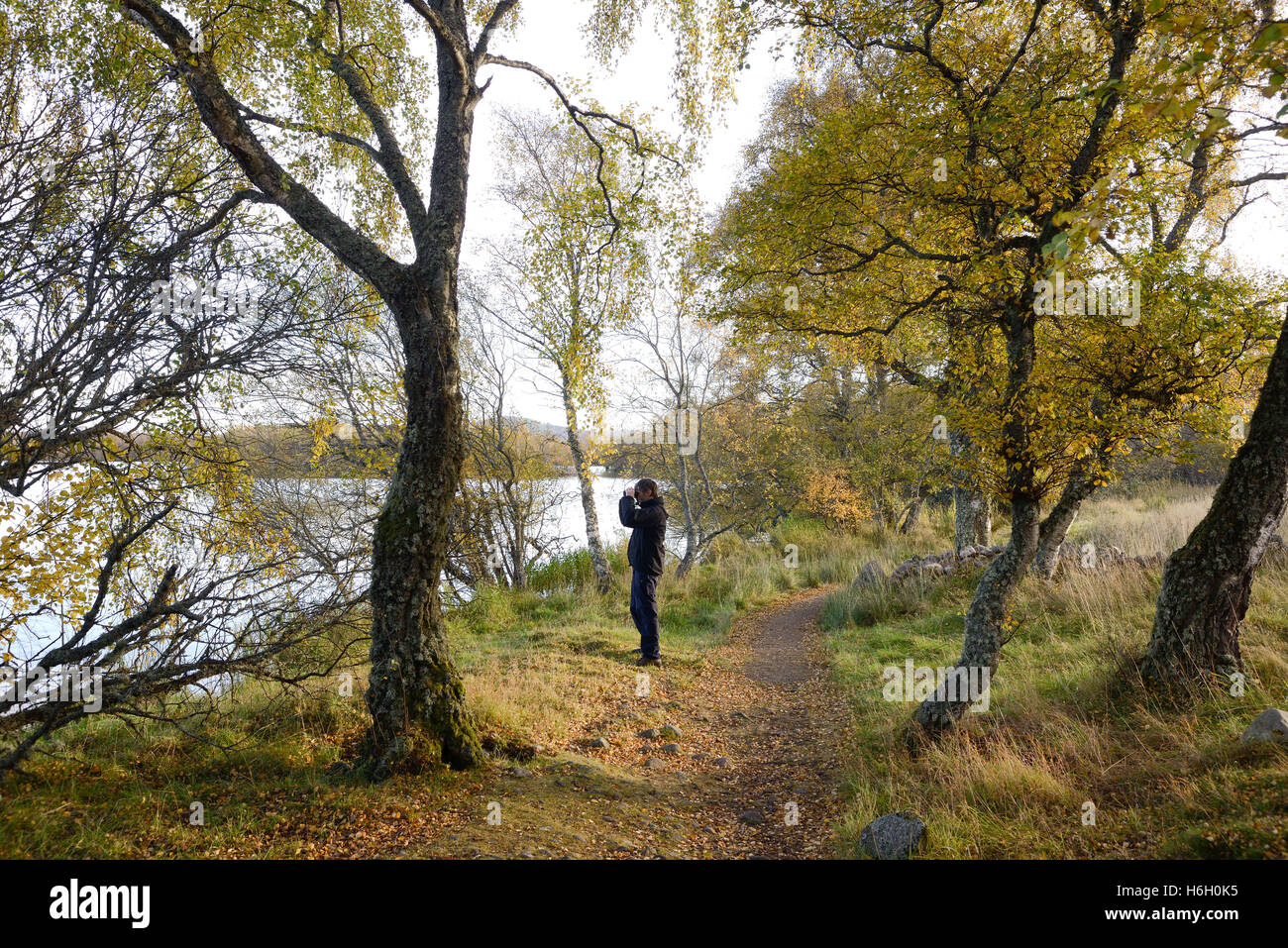 Watcher in the woods hi-res stock photography and images - Alamy