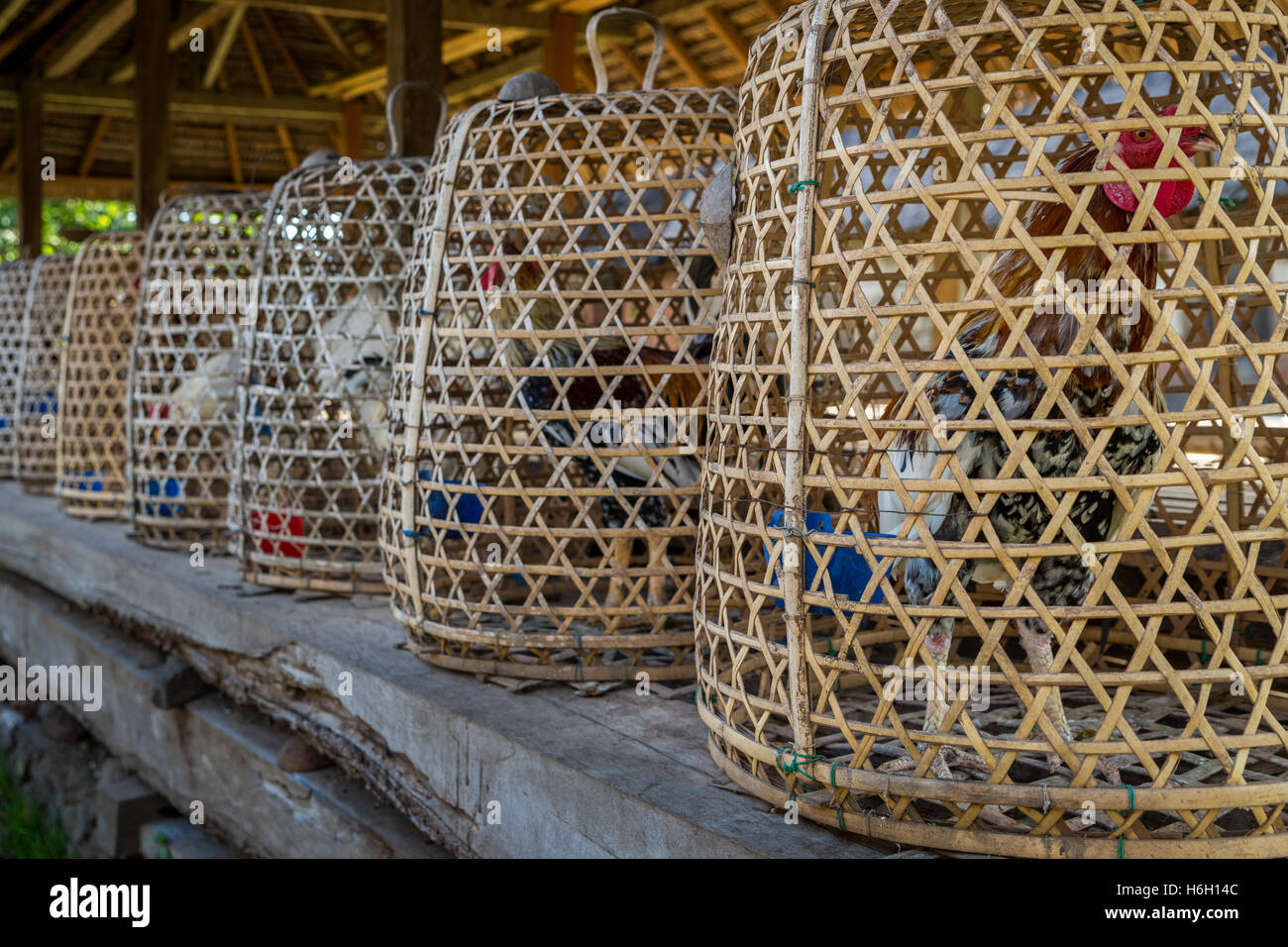 Chickens caged in weave baskets in a traditional Balinese village near Tenganan, in Bali