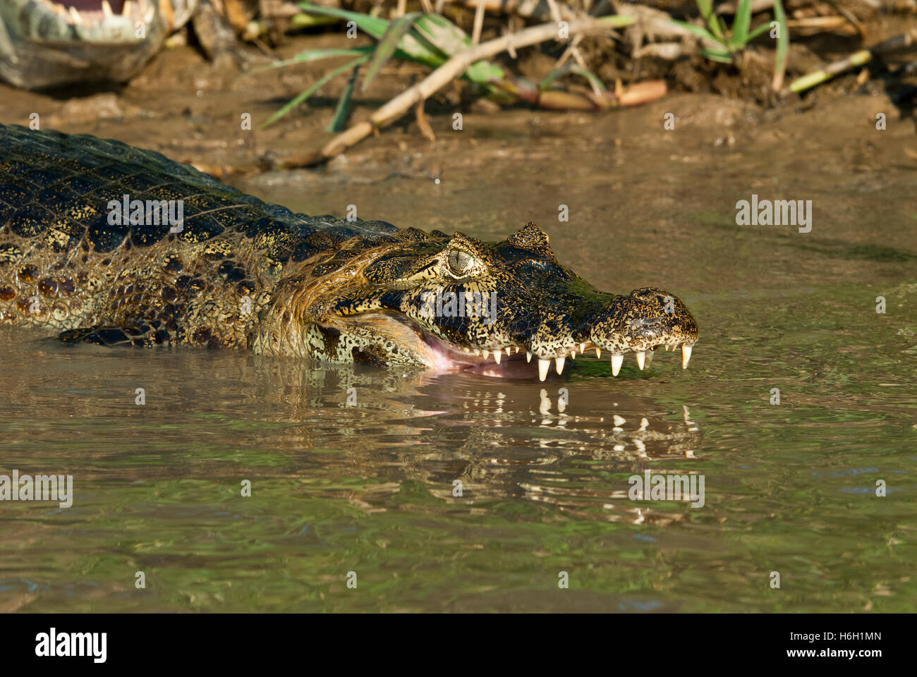 Yacare caiman (Caiman yacare) with its head in a river in the Pantanal ...