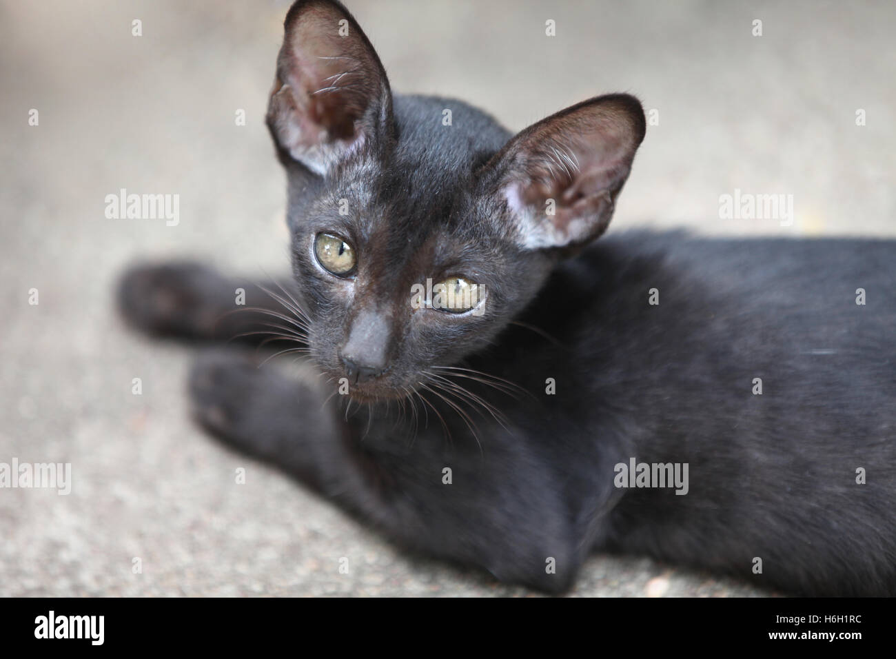 Oriental Shorthair Cats Stock Photos Oriental Shorthair Cats