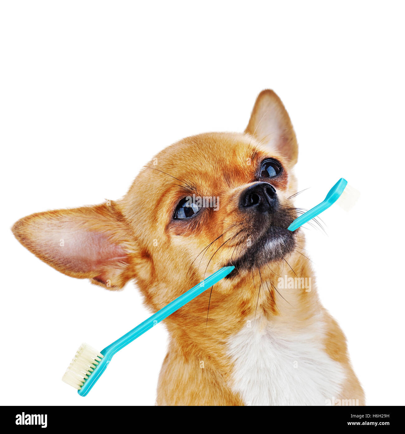 An Electric Toothbrush For Your Dog