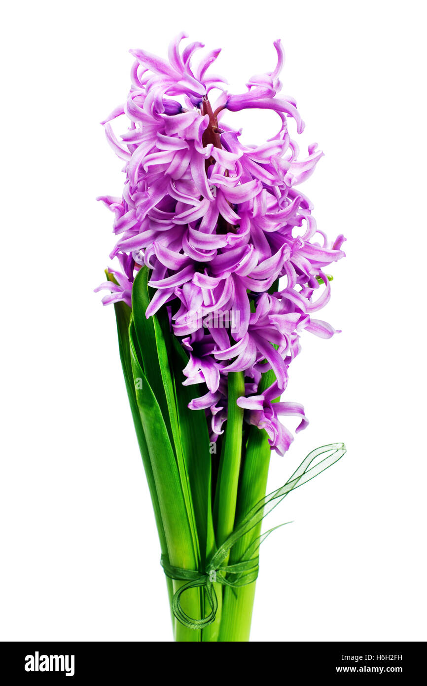 Bouquet from hyacinth isolated on white background Stock Photo - Alamy