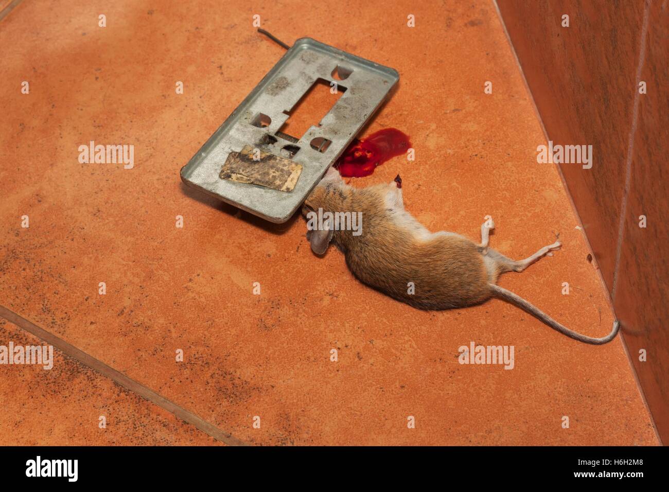 Dead mouse caught in traps on the kitchen pavement. Small mouse in a  mousetrap. Dead mouse in a trap Stock Photo - Alamy