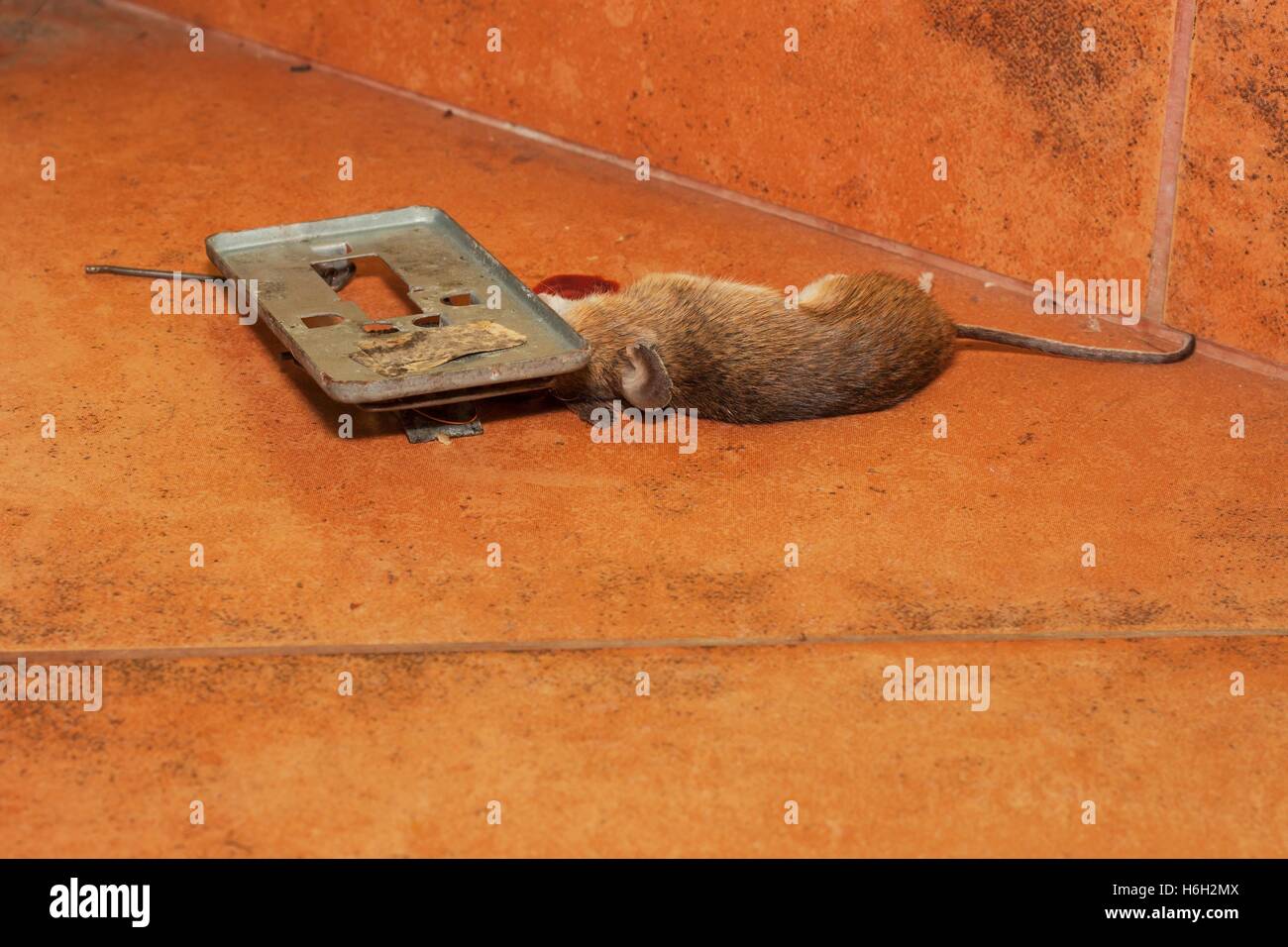 Dead mouse caught in traps on the kitchen pavement. Small mouse in a