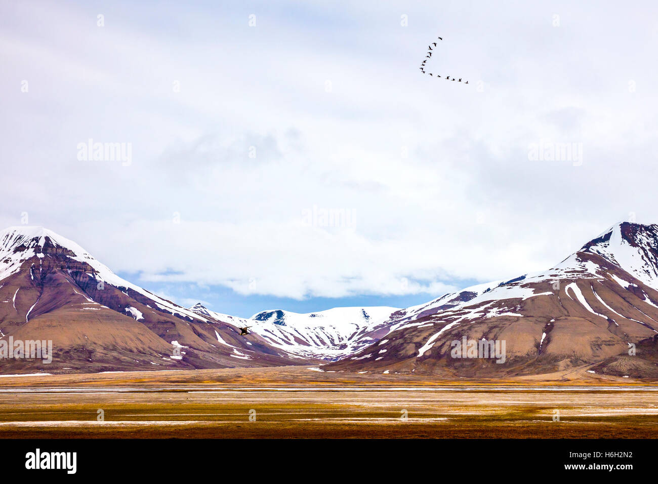 Birds flying between mountains in arctic summer landscape Stock Photo