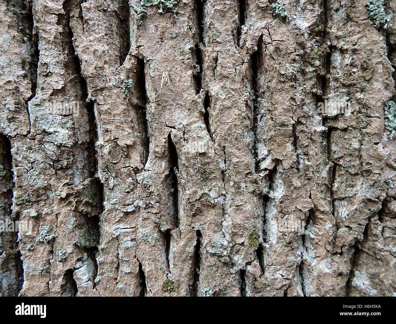 White Ash Tree Bark
